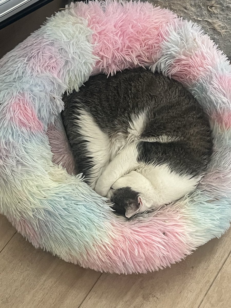 I absolutely love my community. Half of the stuff on my throne is for my babies and this was one of them. Oliver absolutely loves his fluffy bed and it always melts my heart to see him happily curled up and relaxing or sleeping. Thank you to Hime for funding one of his fav spots~