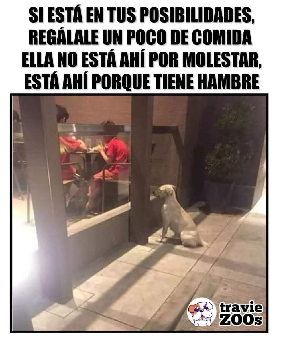 Perrosenlacalle's tweet photo. Compartir un poco de lo que la vida te ha dado hace la diferencia para  que su día sea mejor ❤️🐾🐶👌 https://t.co/lH0MpMGhuz