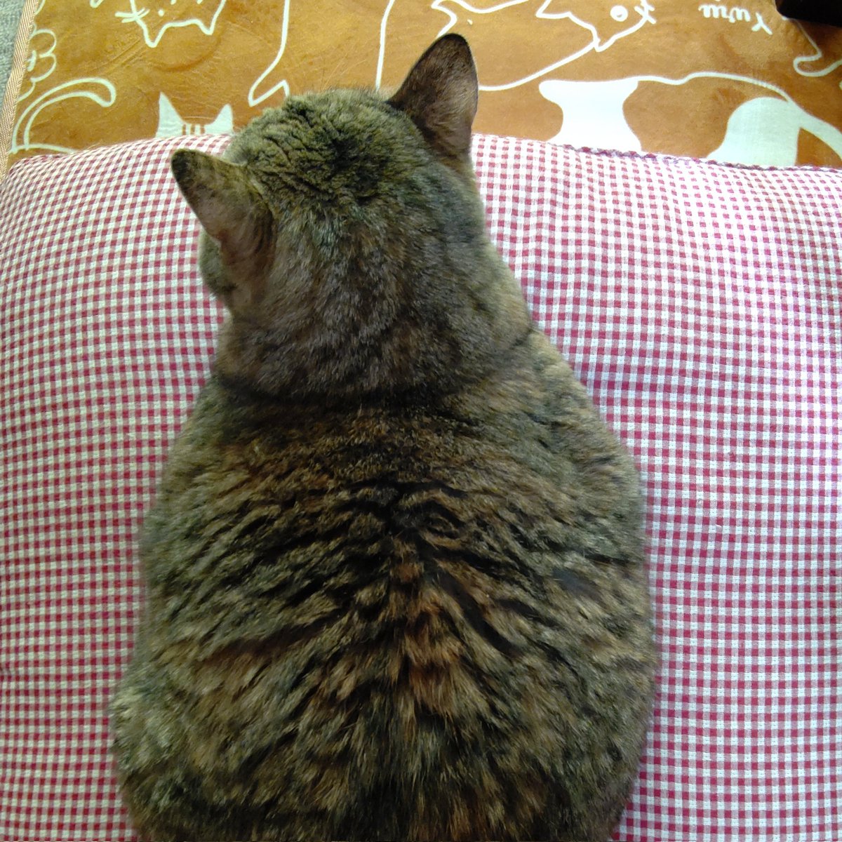 pyunn1129's tweet photo. 今日は小梅の命日……
ﾜﾀｼは
10時から健康診断で、寝れず、食べれず……
ネムイ……ハラヘッタ

会いたいナ https://t.co/Yp0BVWeeOw