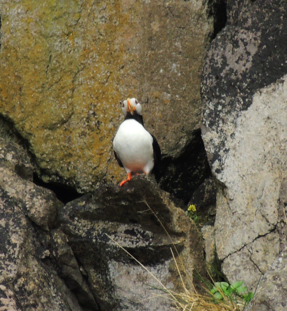 Puffins Daily tweet media