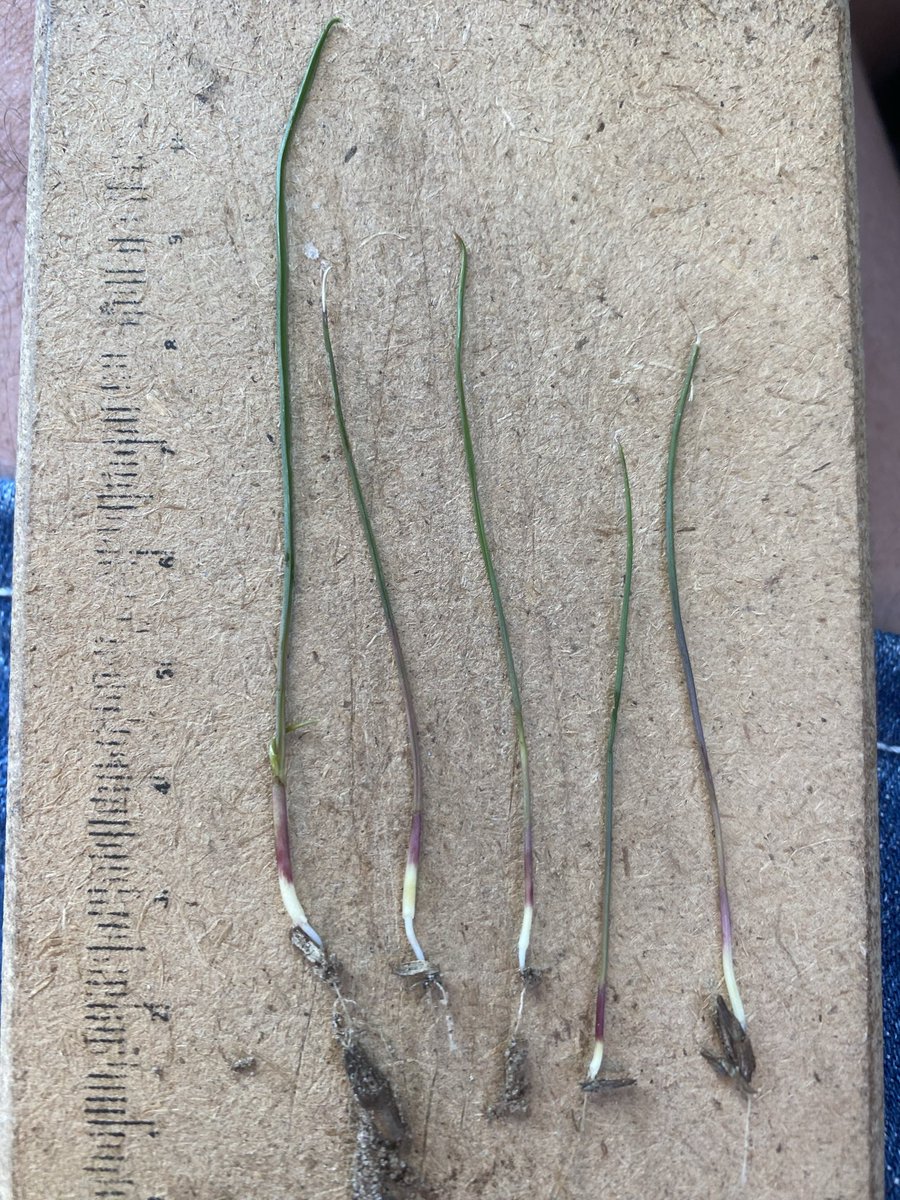 Chris Davey tweet media