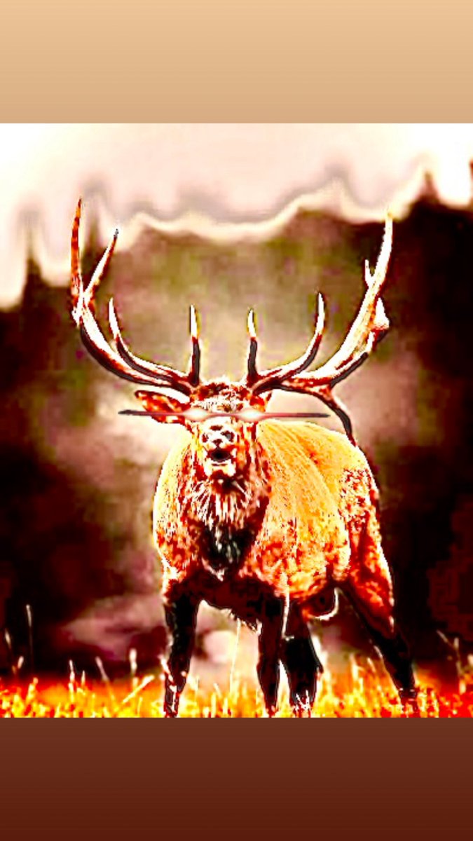 Barstool Stags tweet media