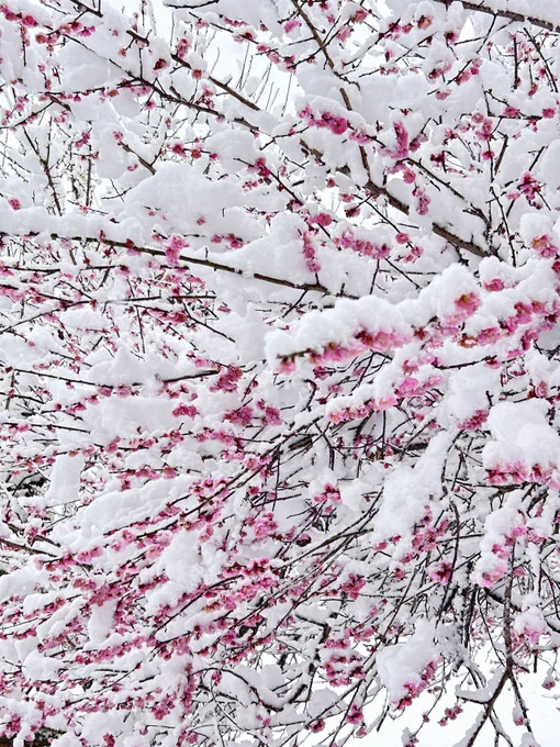今年の紅梅に雪