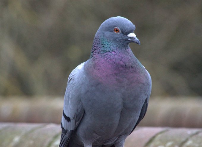 a_london_pigeon's tweet photo. Portrait, taken in Birstall near Leicester #Leicestershire
📷 Stephen Hamby. #May2016 https://t.co/cPD8t9PLJR