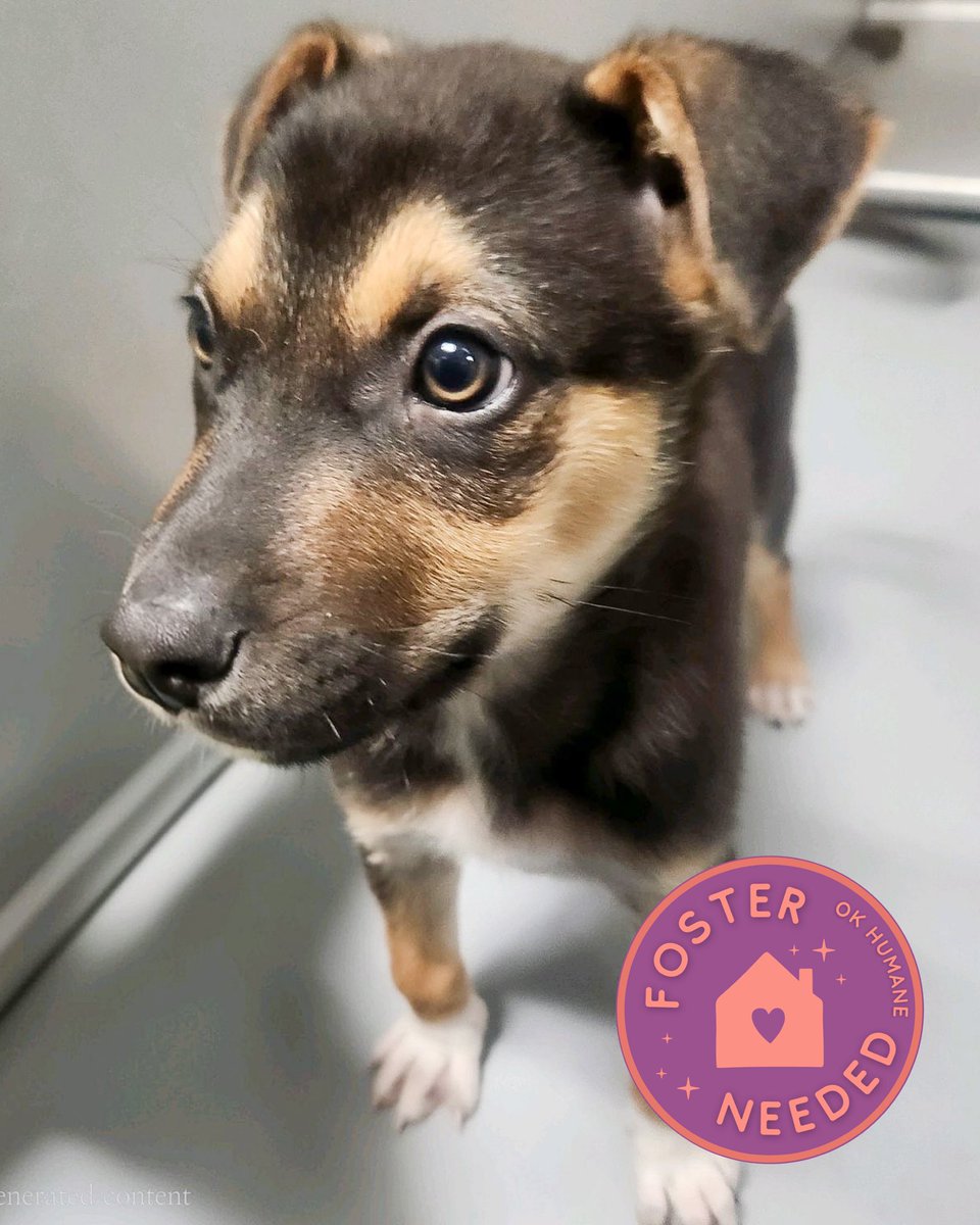 Oklahoma Humane Society tweet media