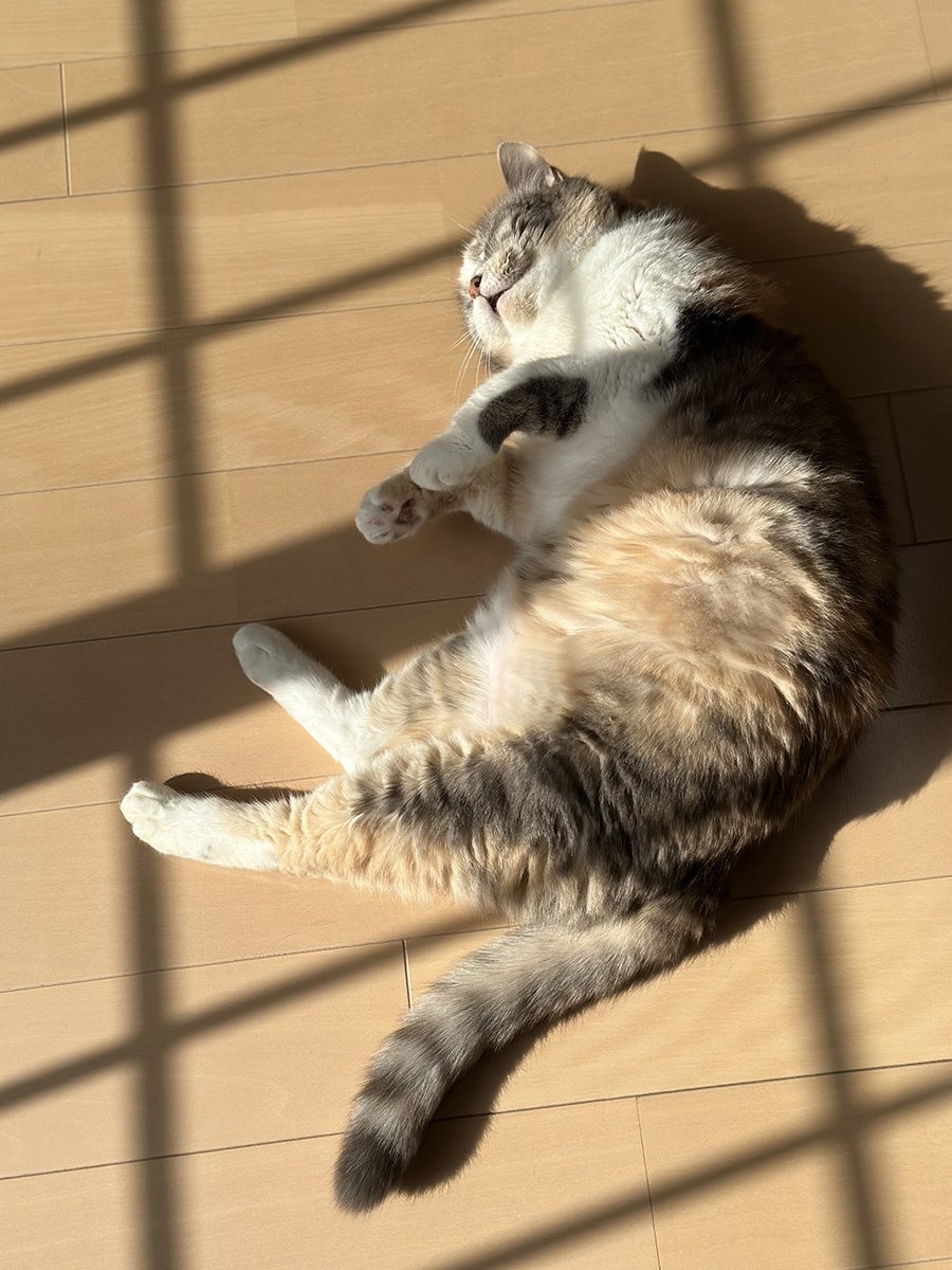 小林博美 tweet media