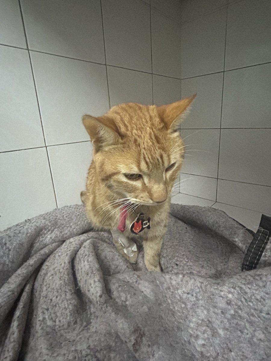 mvbarbosch's tweet photo. Por favor compartan, le toca un día más de internacion, dejó de comer por estrés y hay que ponerle una sonda para que coma 😭 y eso implica una cirugía https://t.co/WkbbmT9UMR