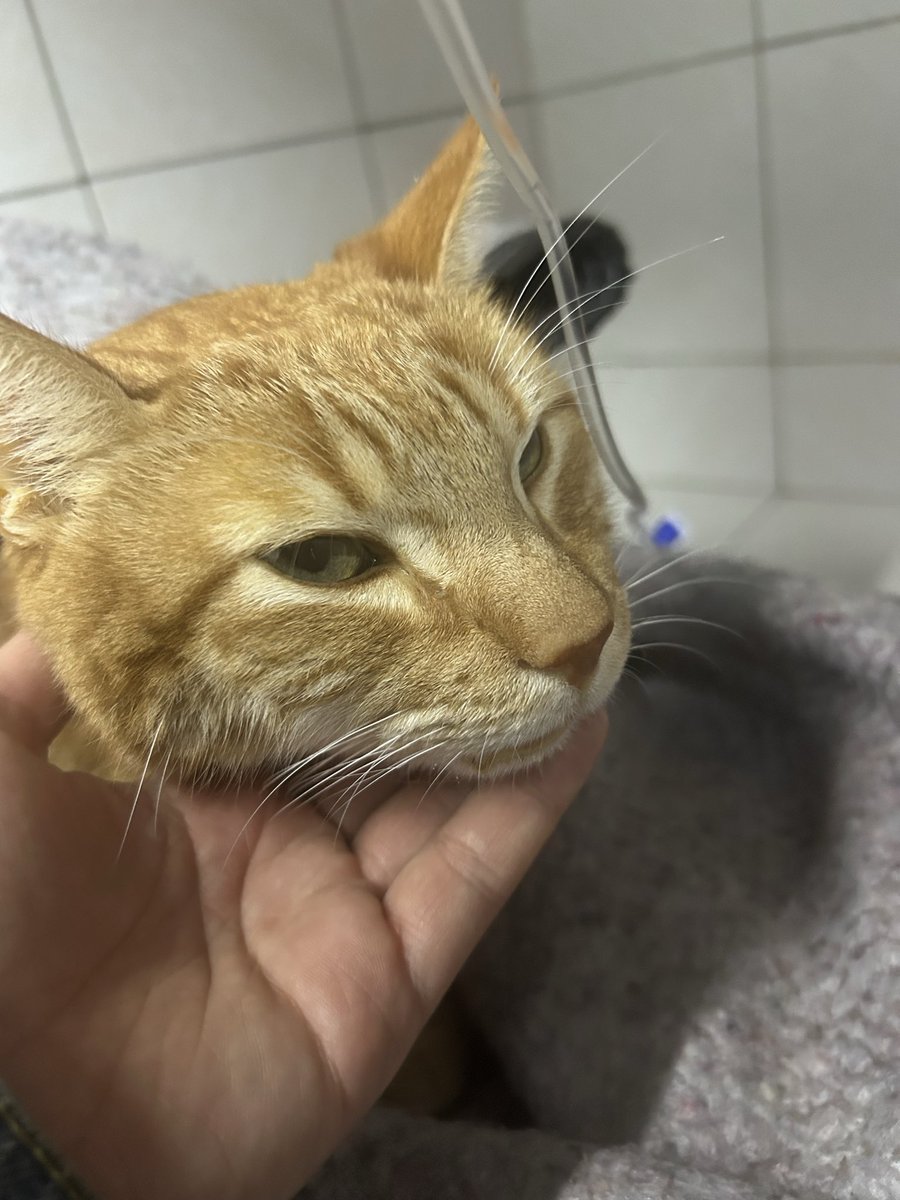 Por favor compartan, le toca un día más de internacion, dejó de comer por estrés y hay que ponerle una sonda para que coma 😭 y eso implica una cirugía