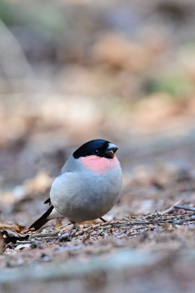 えむビタキ tweet media