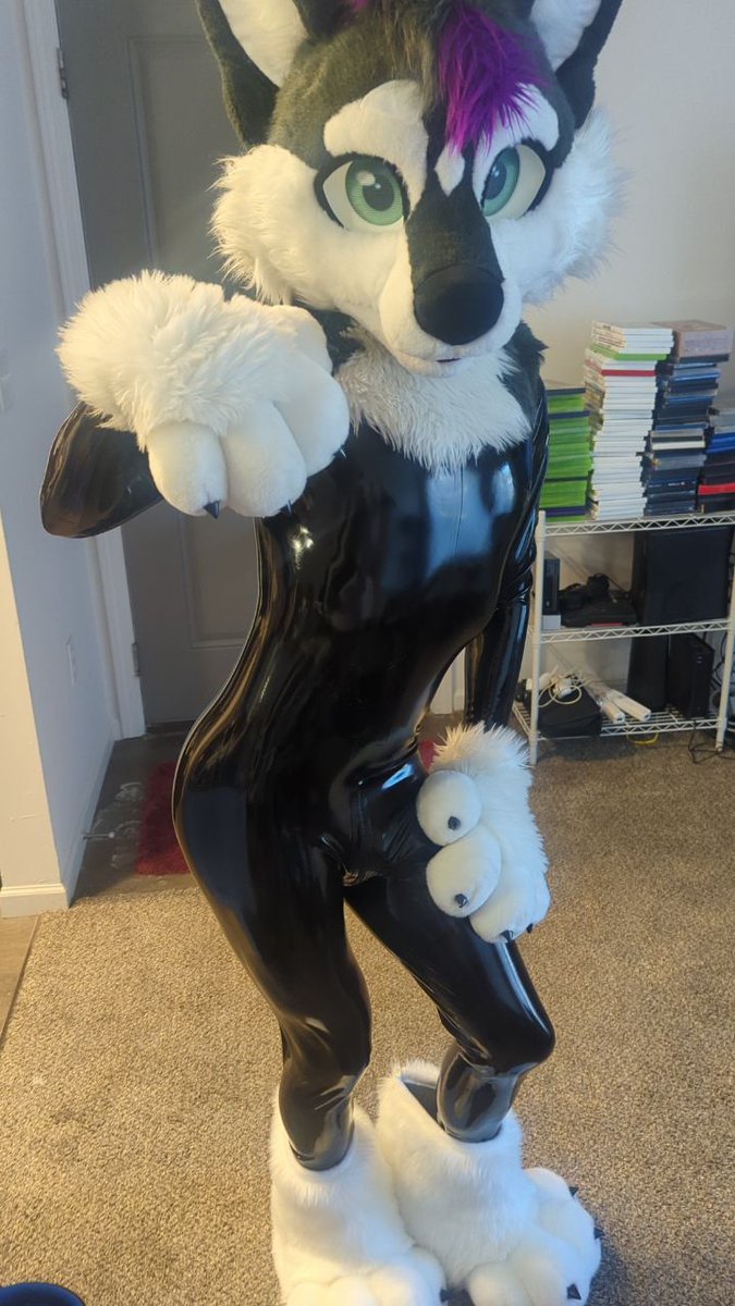 Zane the Husky tweet media