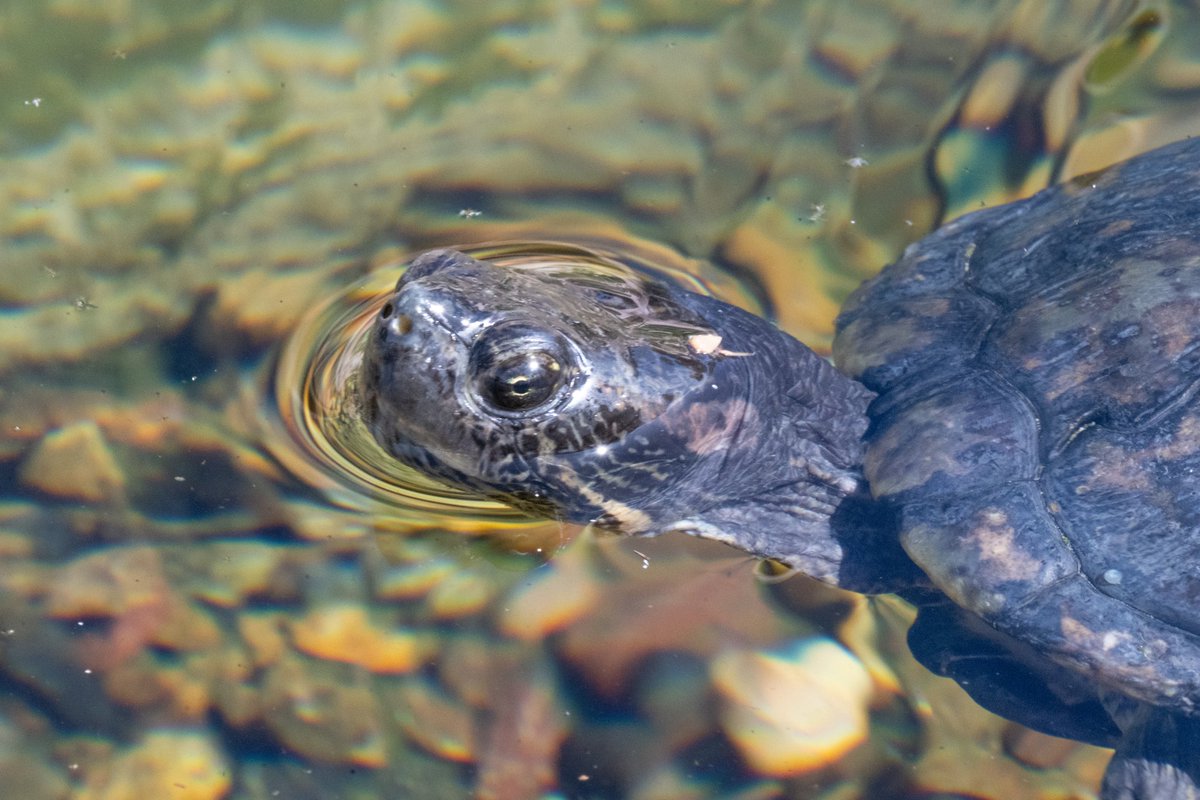 rmourpoppop's tweet photo. #freshwaterturtle This little guy swam over to me today to say "hi!" https://t.co/ntUpUyVSDj