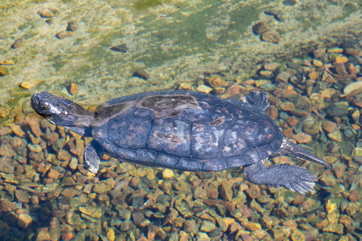 rmourpoppop's tweet photo. #freshwaterturtle This little guy swam over to me today to say "hi!" https://t.co/ntUpUyVSDj