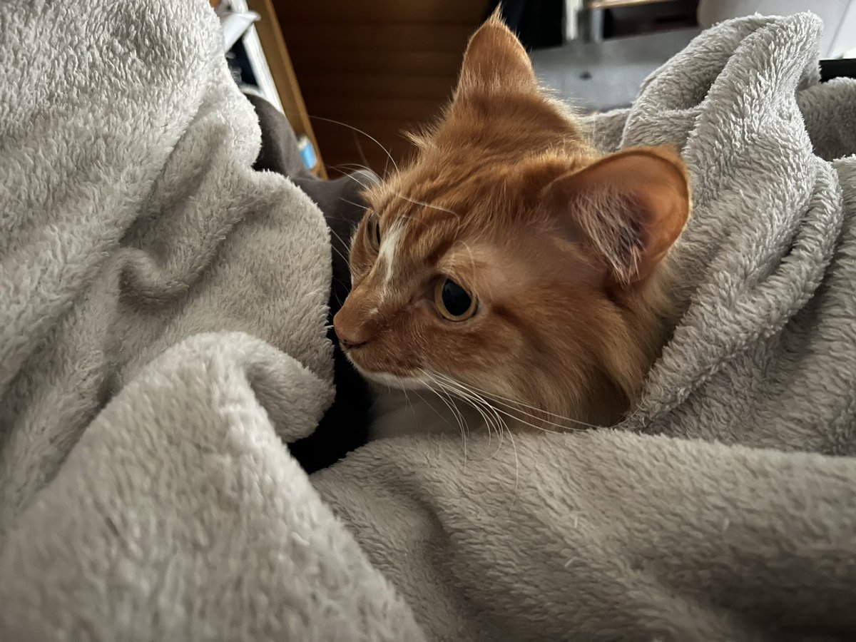 侵入者🐱