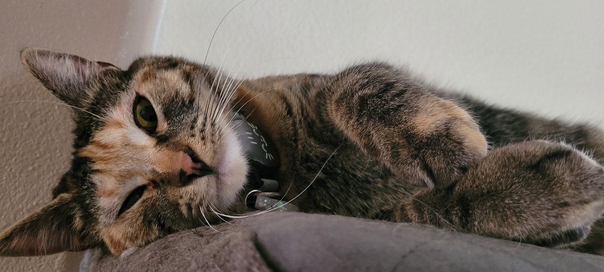 Declare Attacks? tweet media