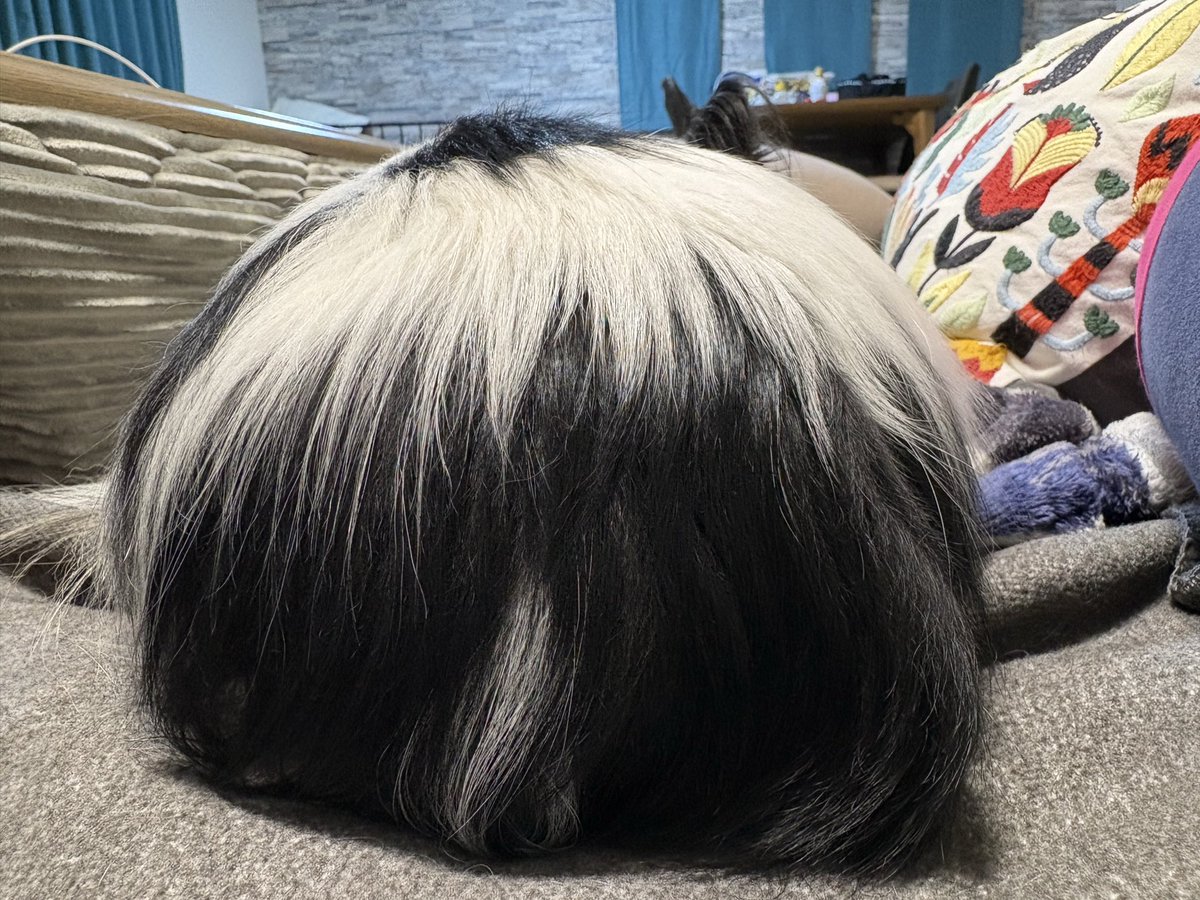 横向くとお尻がいる
なかなかの頻度でオナラもしてる
くちゃ…………