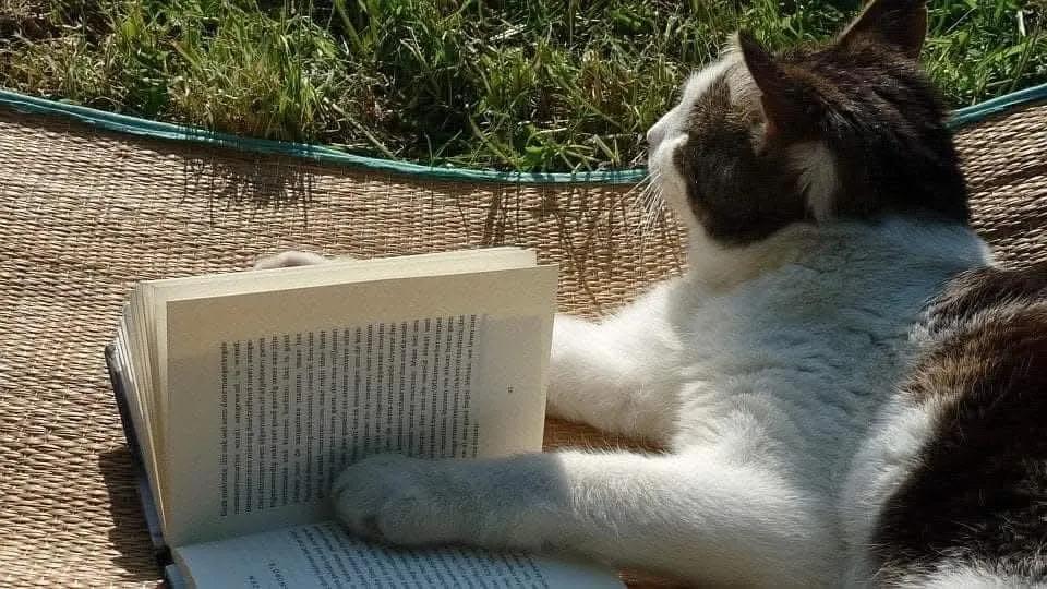 When you're reading and you need a moment to replay a scenario in your mind.