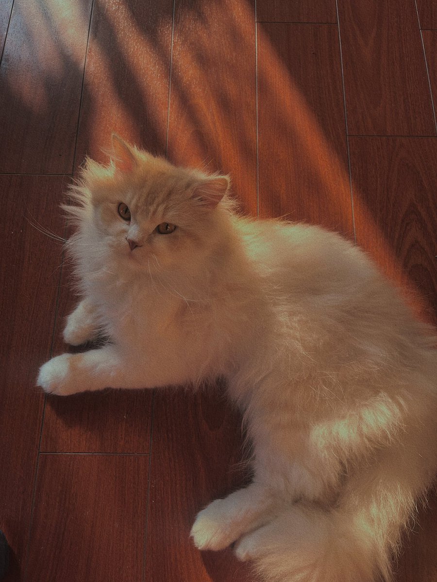 Aiman khan tweet media