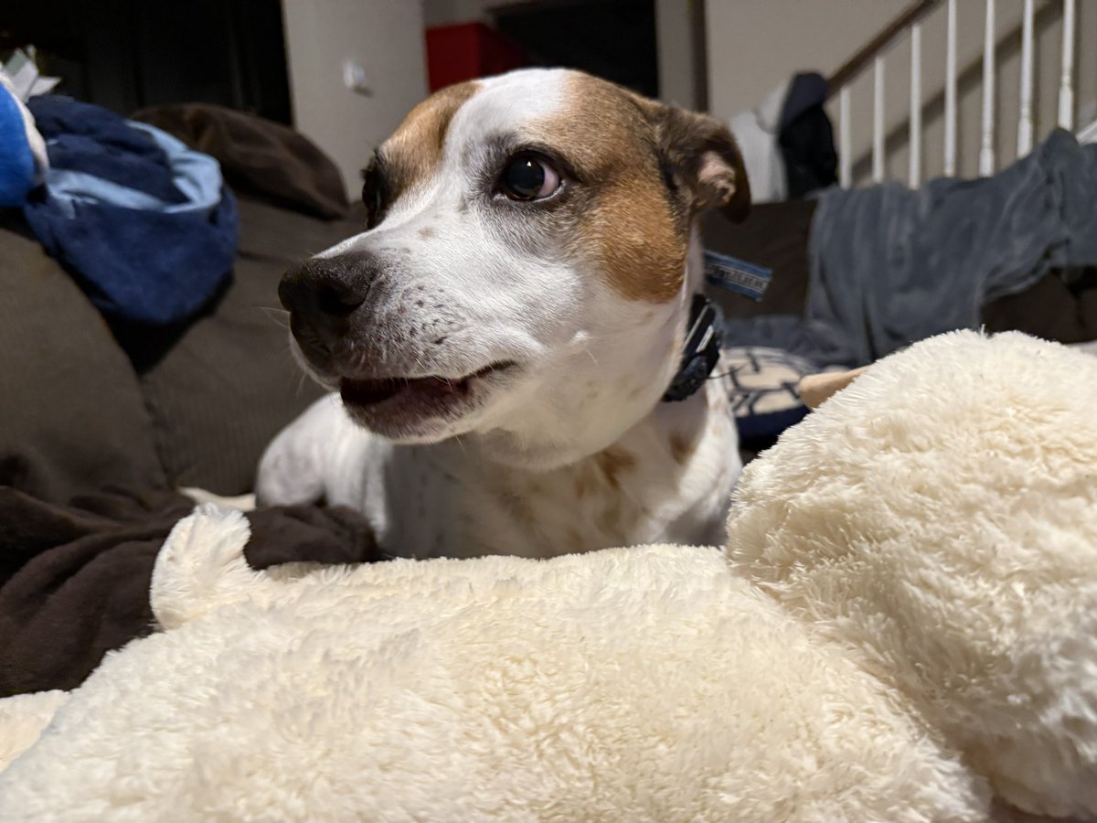 SethEggert91's tweet image. So I gave a lamb toy to Patches to keep him occupied while I hopped in a video meeting.

I just walked back downstairs after the meeting to him protecting the lamb and using it as a pillow. 😅🐶🐕

Not sure he’ll let me put that one away tonight.

#Doggo #DogsOfTwitter #RescueDog