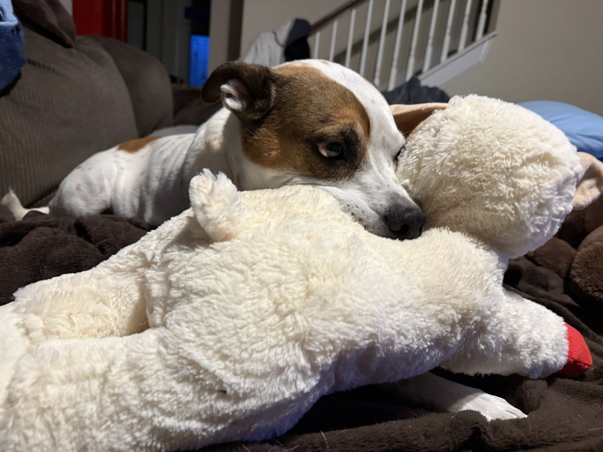 SethEggert91's tweet image. So I gave a lamb toy to Patches to keep him occupied while I hopped in a video meeting.

I just walked back downstairs after the meeting to him protecting the lamb and using it as a pillow. 😅🐶🐕

Not sure he’ll let me put that one away tonight.

#Doggo #DogsOfTwitter #RescueDog