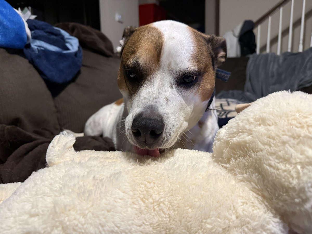 SethEggert91's tweet image. So I gave a lamb toy to Patches to keep him occupied while I hopped in a video meeting.

I just walked back downstairs after the meeting to him protecting the lamb and using it as a pillow. 😅🐶🐕

Not sure he’ll let me put that one away tonight.

#Doggo #DogsOfTwitter #RescueDog