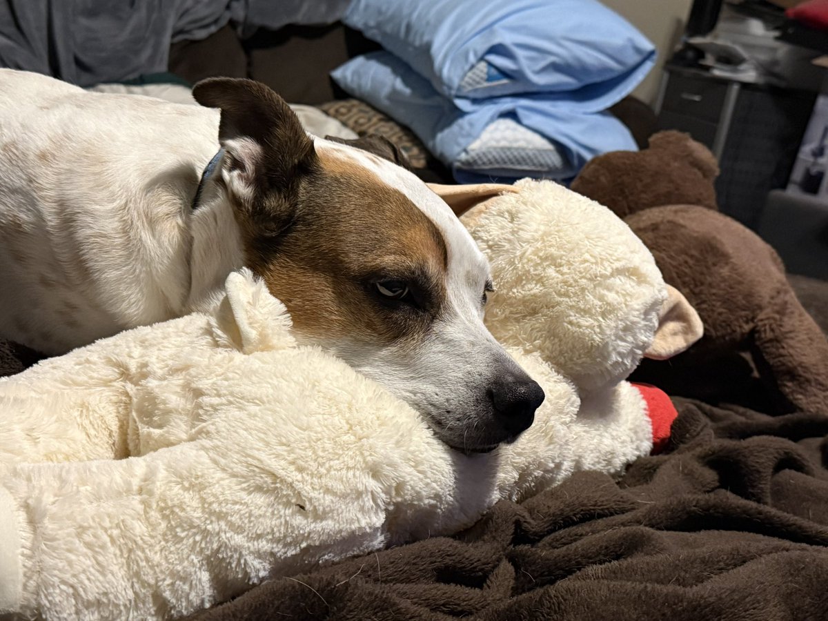 SethEggert91's tweet image. So I gave a lamb toy to Patches to keep him occupied while I hopped in a video meeting.

I just walked back downstairs after the meeting to him protecting the lamb and using it as a pillow. 😅🐶🐕

Not sure he’ll let me put that one away tonight.

#Doggo #DogsOfTwitter #RescueDog