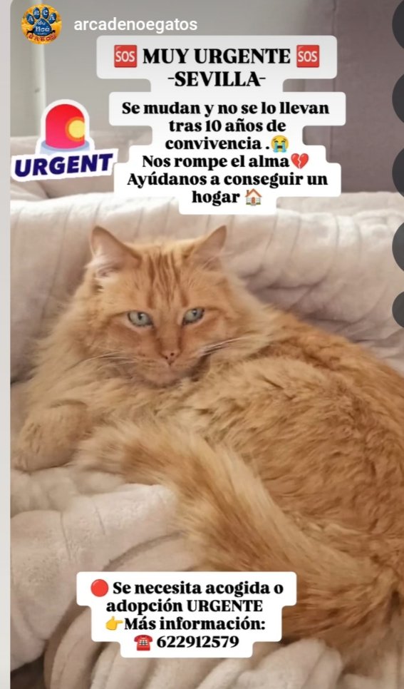#URGENTE.Se muda familia y no se la llevan tras 10 años de convivencia😿😭💔
AYUDEMOS a conseguirle un #Hogar🙏
<a href="/ArcaDeNoeGato/">Arca De Noé Gatos</a> 
#Sevilla 
622912579