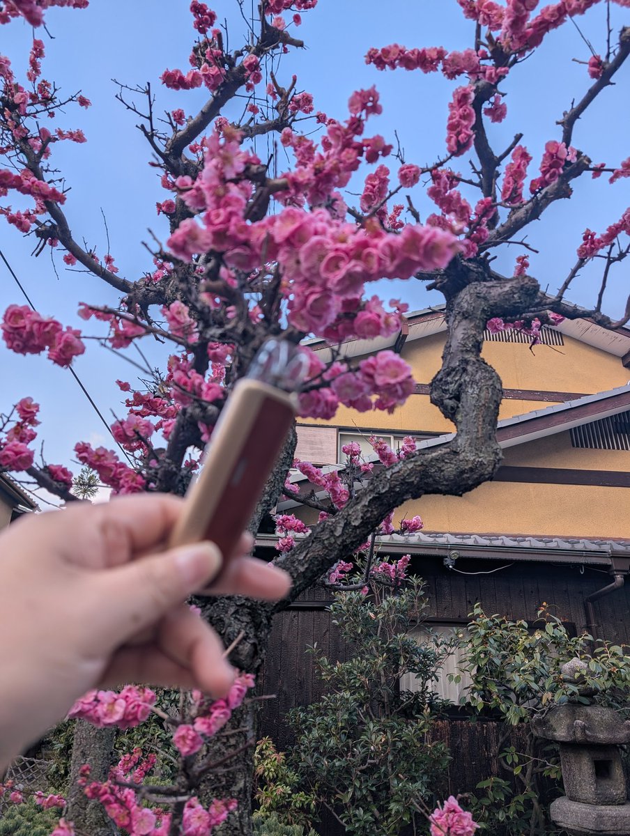 FYoshinosuke's tweet image. おはようございます☀
梅が綺麗に咲いていました。
#ハンチェ
#梅の花
#vape好きと繋がりたい