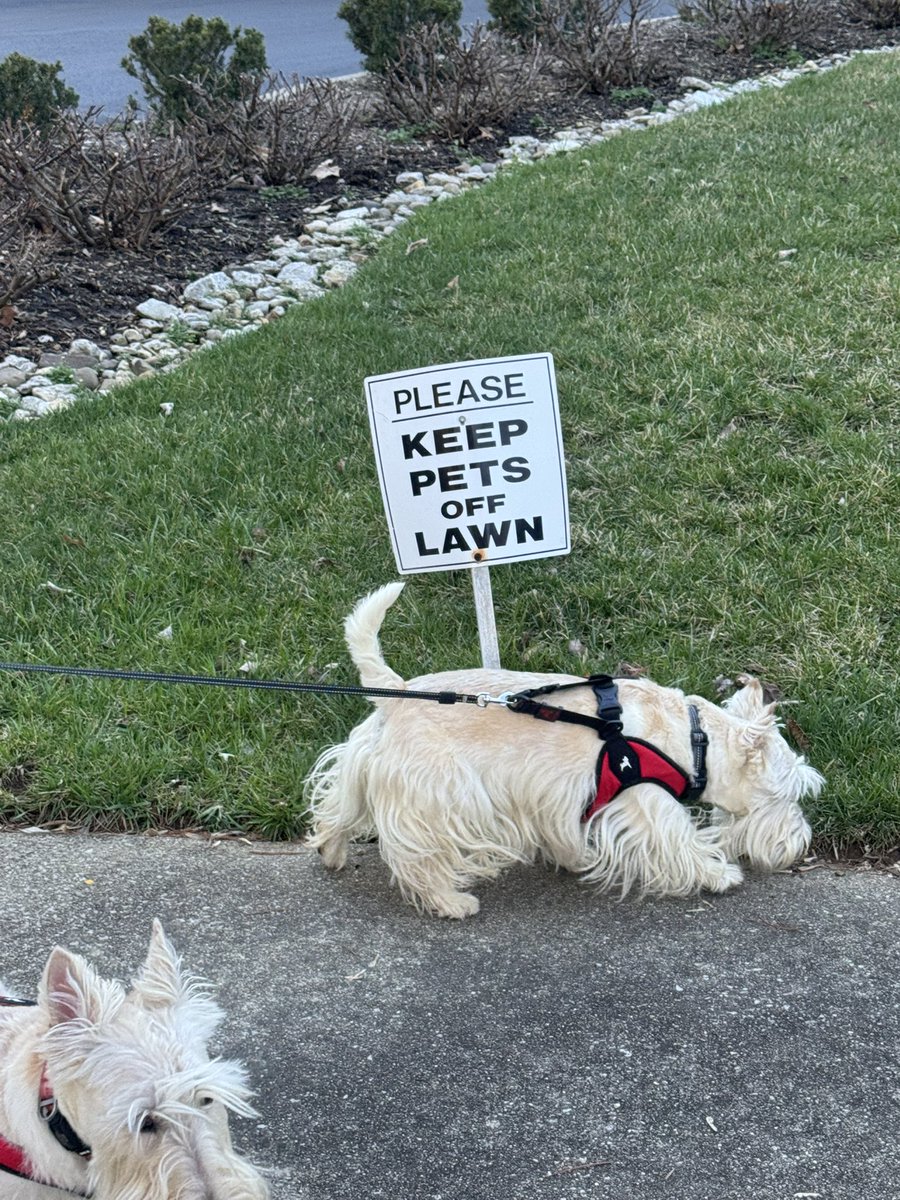 rozcar28's tweet photo. Too bad Wooster can’t read! #Dogs #Scottishterrier #ReadingIsHard https://t.co/XArIlrKTkw