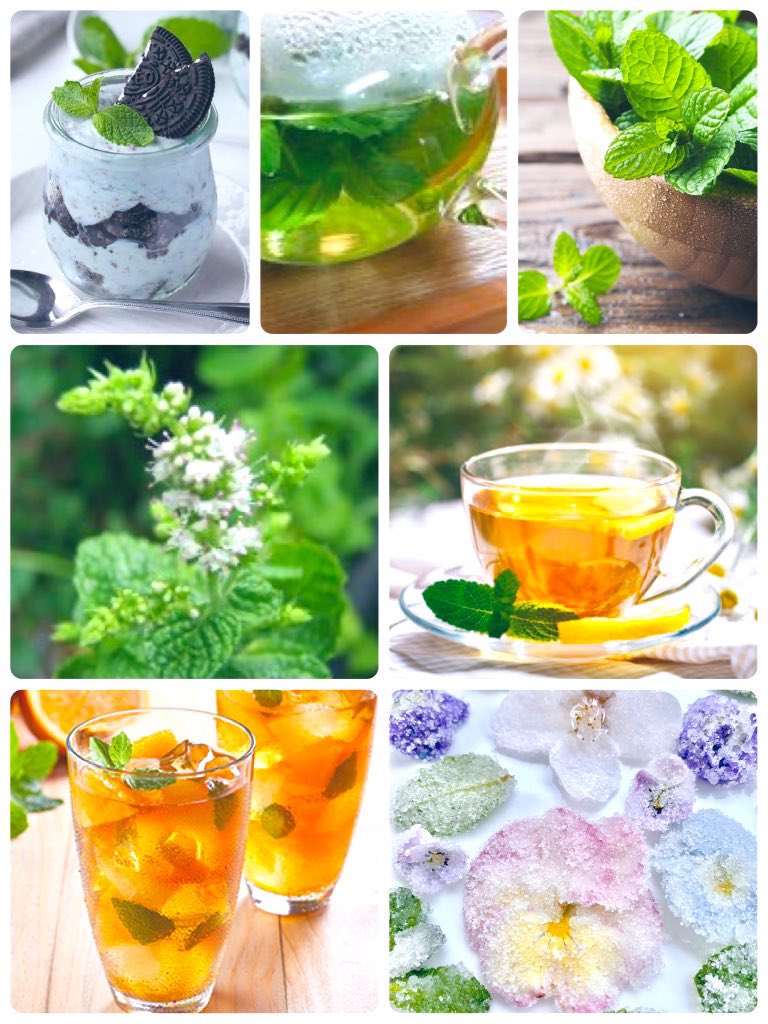 NaturalGarden紀行🌿 tweet media