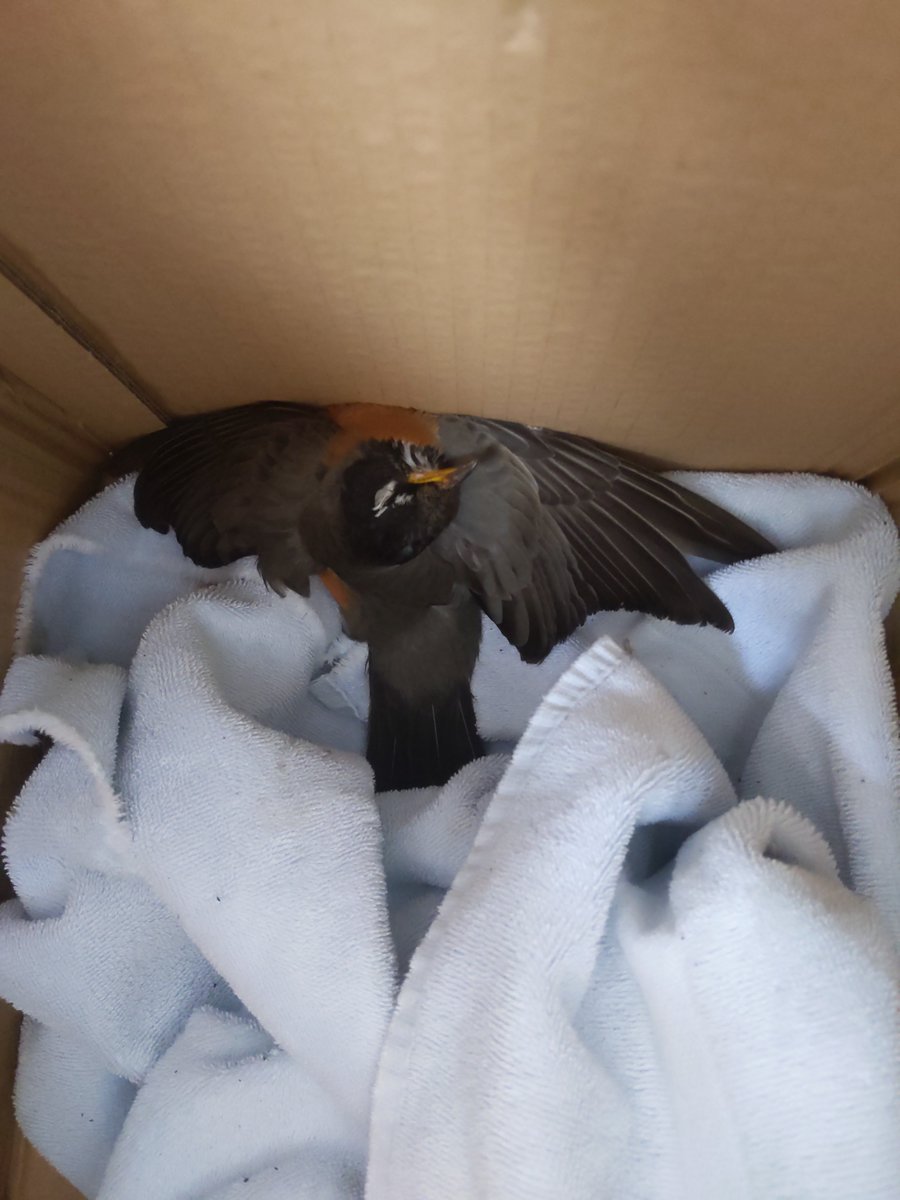 algernon97 tweet media