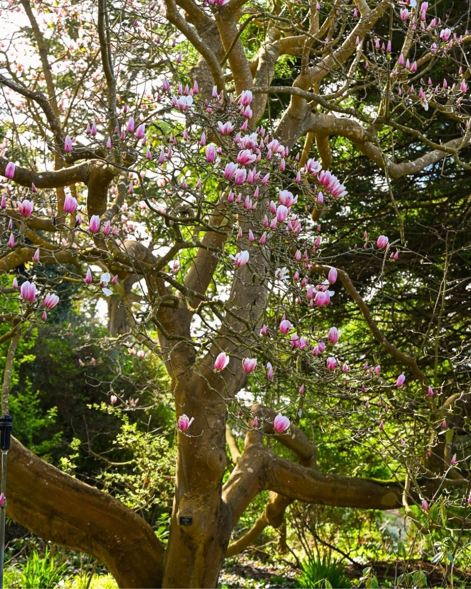 San Francisco Botanical Garden tweet media