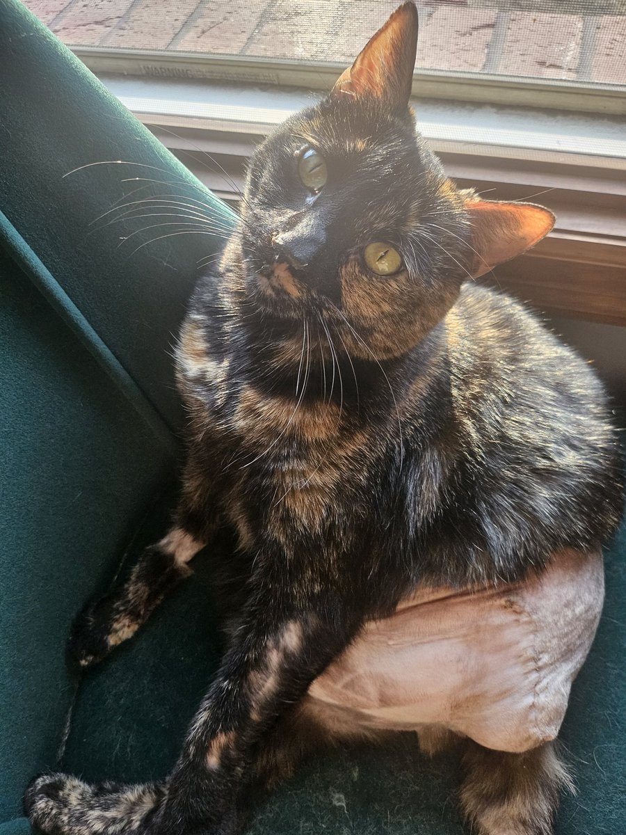 commentbagel's tweet photo. Espurr Update ✨️🥺 She's been doing much better since her surgery and is finally being her baby self and playing with her lil carrot toy 🖤 https://t.co/lk1OK1L53L