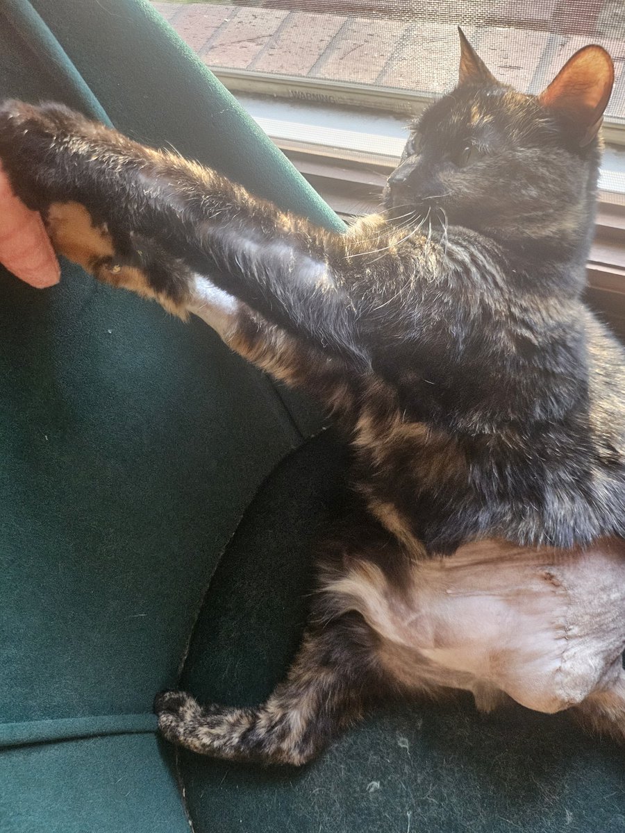 commentbagel's tweet photo. Espurr Update ✨️🥺 She's been doing much better since her surgery and is finally being her baby self and playing with her lil carrot toy 🖤 https://t.co/lk1OK1L53L