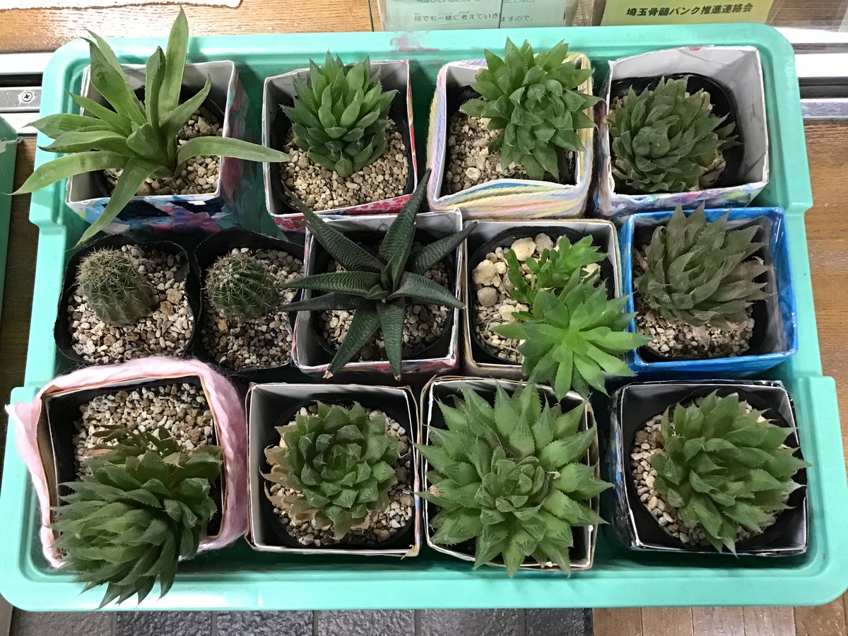 🌳春光園けやき🌳３月になりました。岩槻駅に飾られているお雛様がとても綺麗ですね。春光園けやきでは、新規利用者様を募集中です。事業所の見学や体験利用など、お気軽にお問合せください。#さいたま市見沼区　#春光園けやき　#新規利用者募集