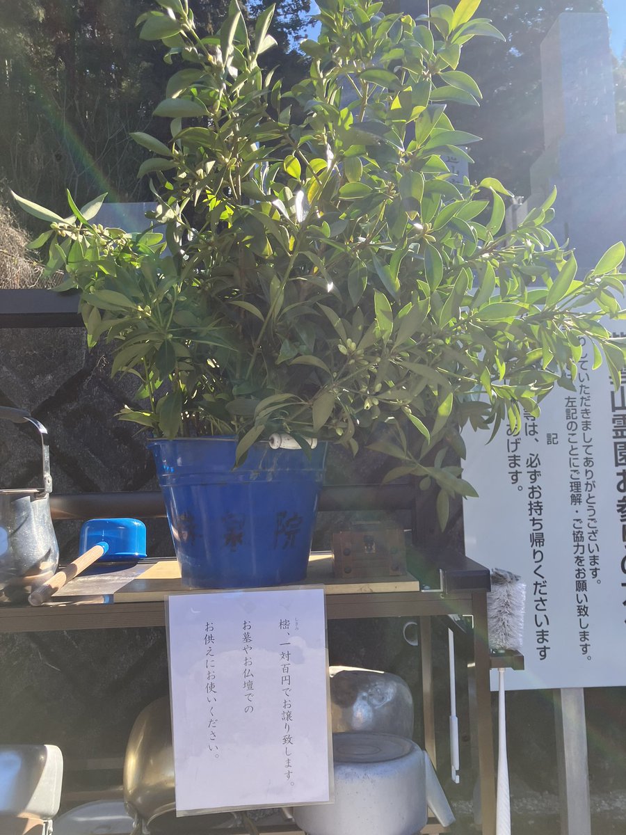 shusenin's tweet photo. 樒を剪定、よろしければお墓参りにお使いください

#お墓参り　#供花　#樒 https://t.co/mT2OTm5Pzb
