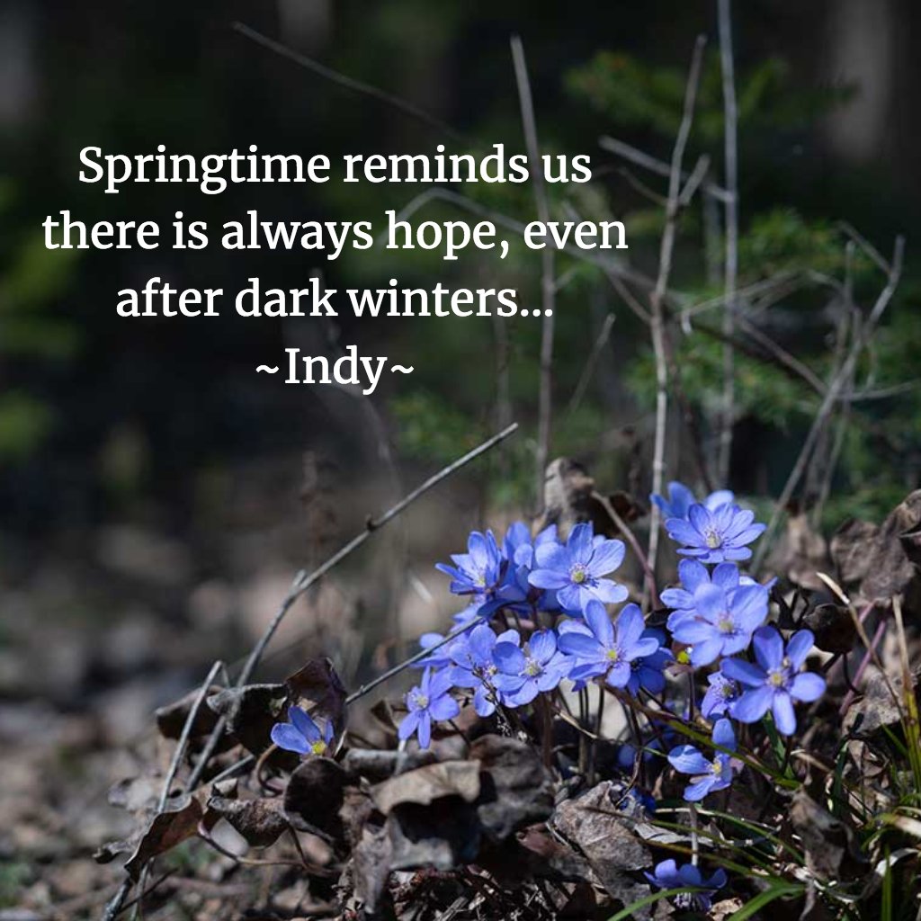 Happy Haiku Monday! The daffodils are blooming in our yard and all the cherry trees and plum trees in our neighborhood are budding out. Spring is coming! How is spring showing up where you live?