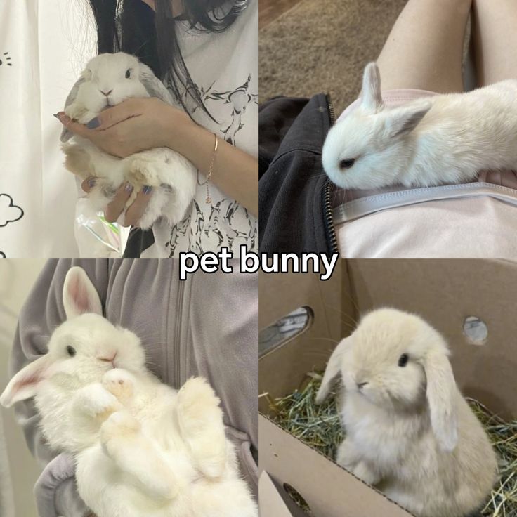 Cutes Animals (@majidawan764334) on Twitter photo 