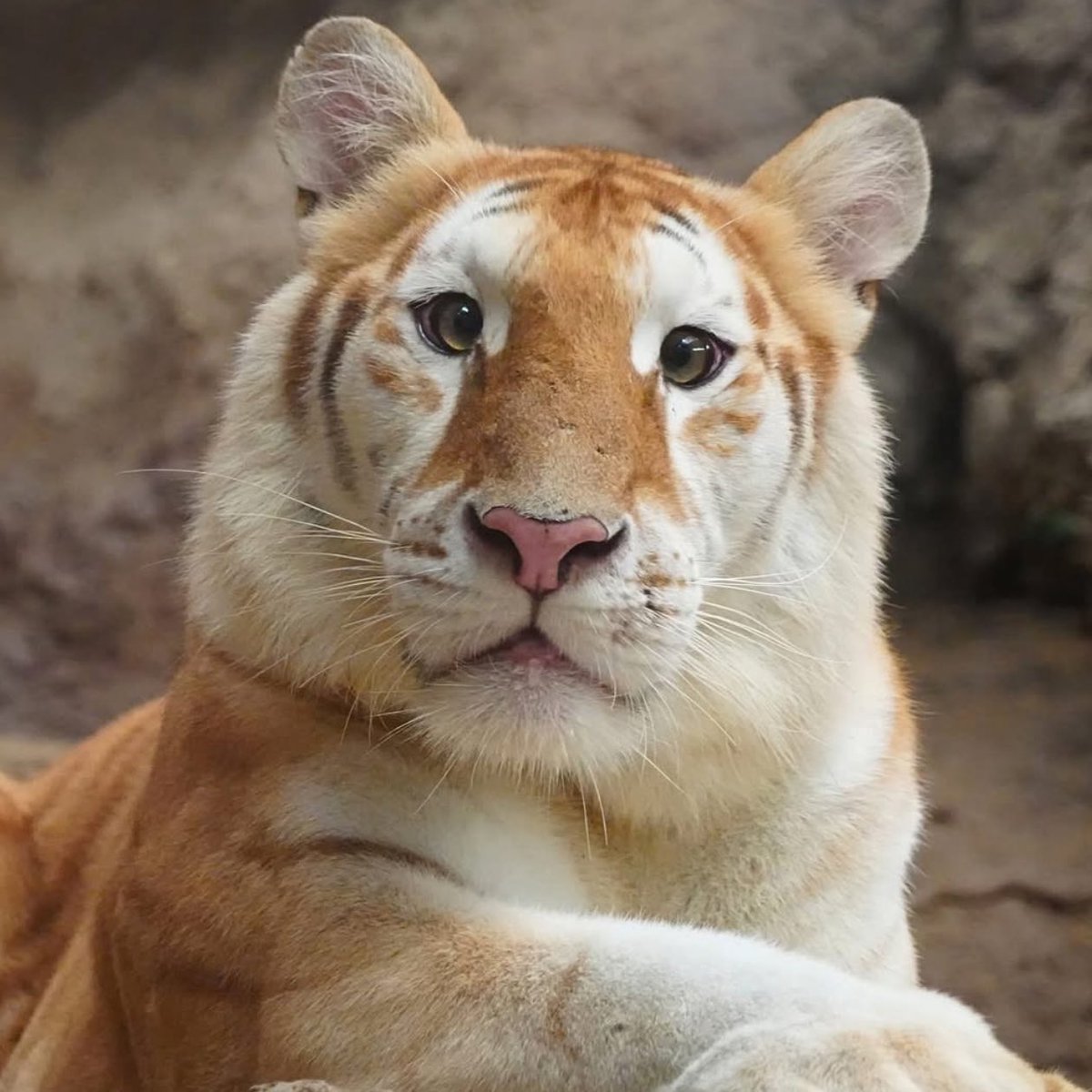 PopTrendsx's tweet photo. Tigre em santuário da Tailândia deixa internautas encantados com seus olhos fofos. https://t.co/7APoK4K8g0