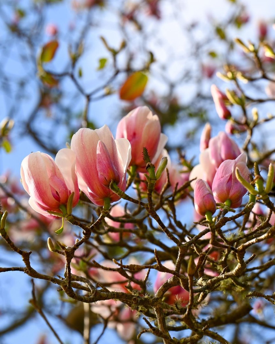 Gardens of Golden Gate Park tweet media