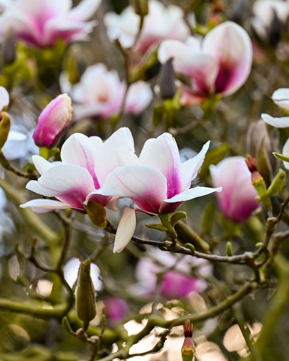 Gardens of Golden Gate Park tweet media