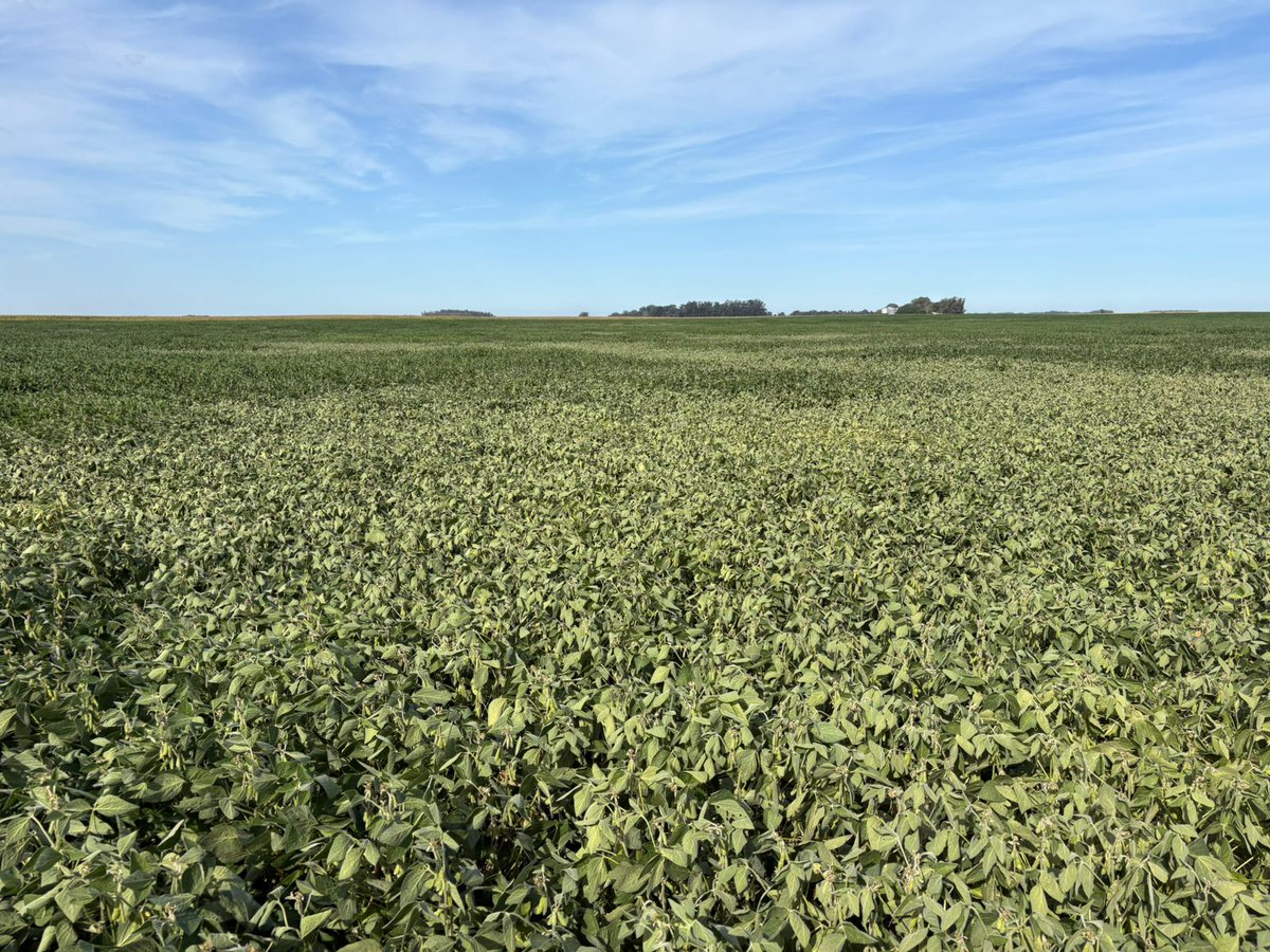 Aleferretti tweet media