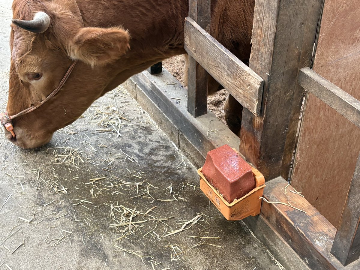 あか牛爺 tweet media