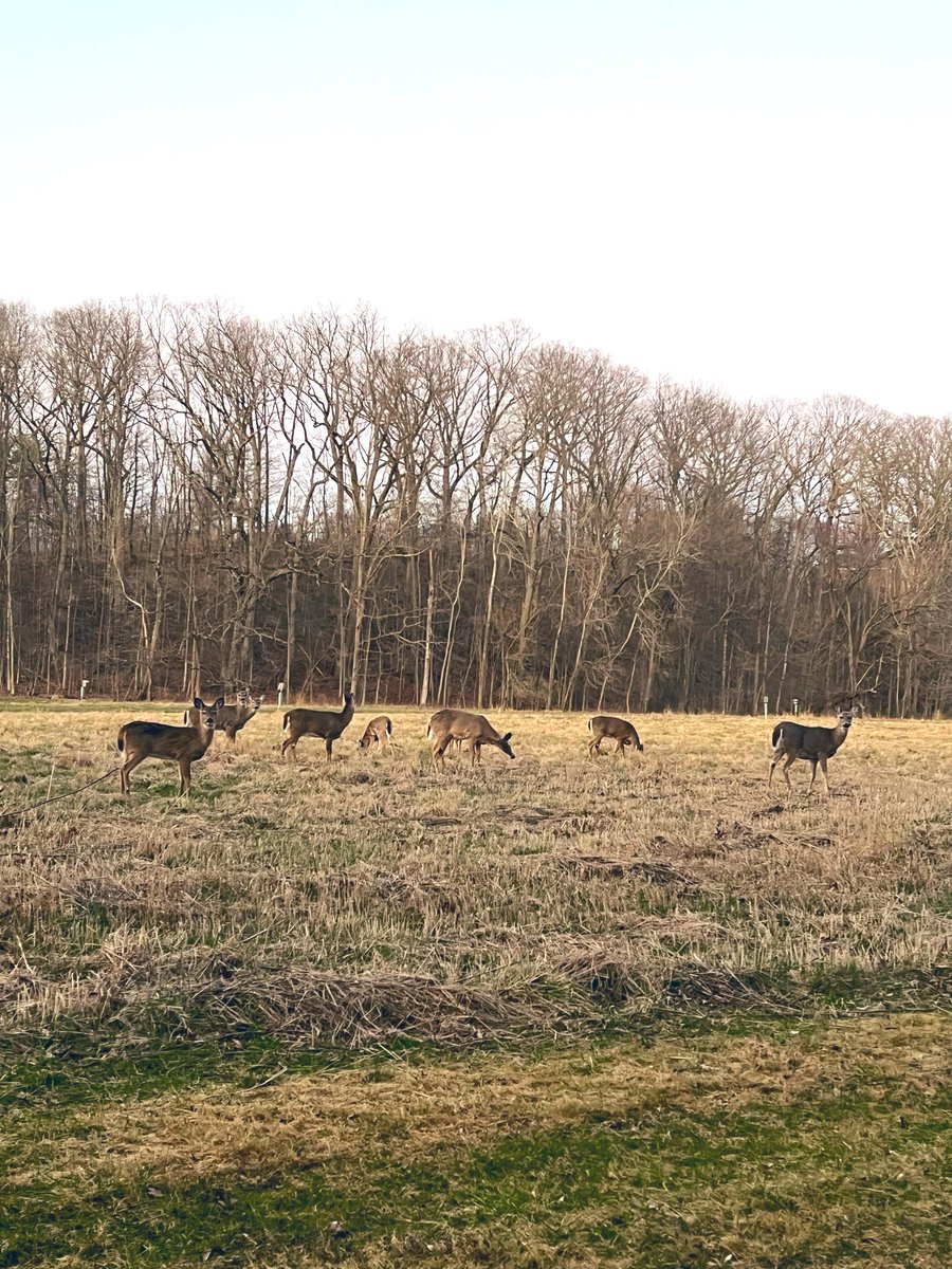 Bruce on the Loose. tweet media