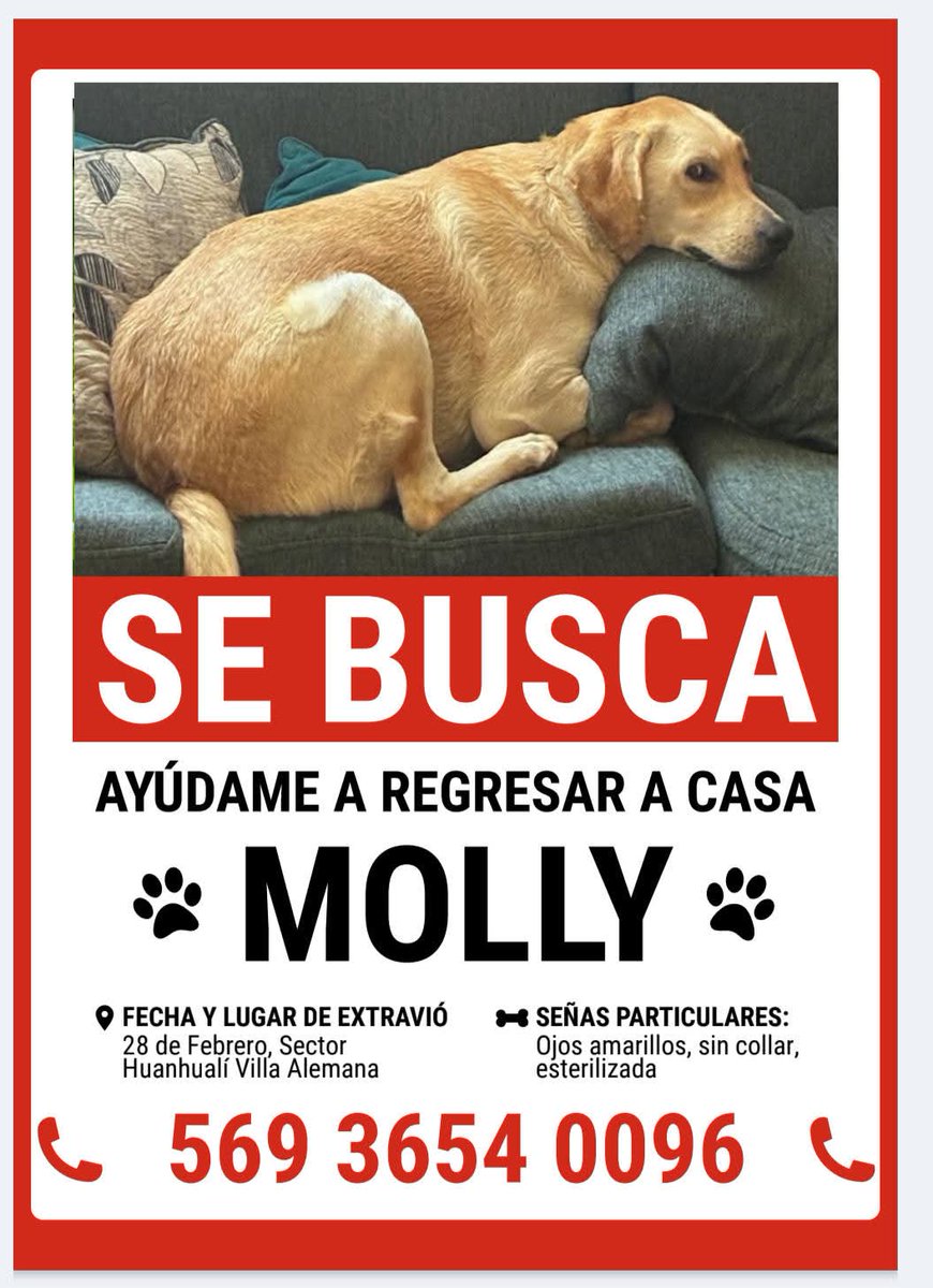 BrendaEtchegar1's tweet photo. VILLA ALEMANA, SE BUSCA A MOLLY https://t.co/YF1aeVsRfa