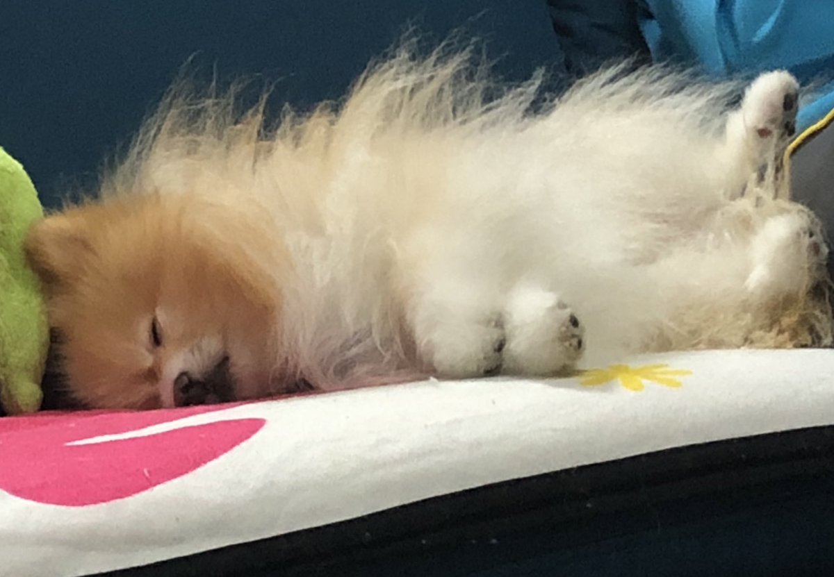 ぽてと@ポメラニアン tweet media