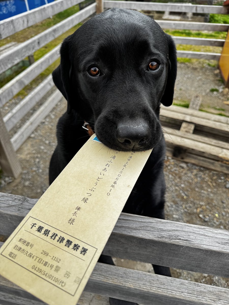 袖ケ浦ふれあいどうぶつ縁 tweet media