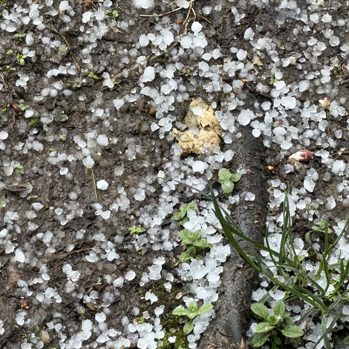 zingtweet's tweet photo. @NWSSeattle Pea sized hail in Monroe, almost covering sidewalk. Been doing this for 5 minutes or so. https://t.co/TnxUHWQwrW