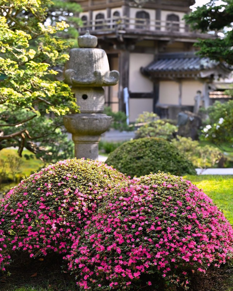Gardens of Golden Gate Park tweet media