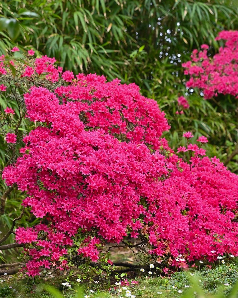 Gardens of Golden Gate Park tweet media