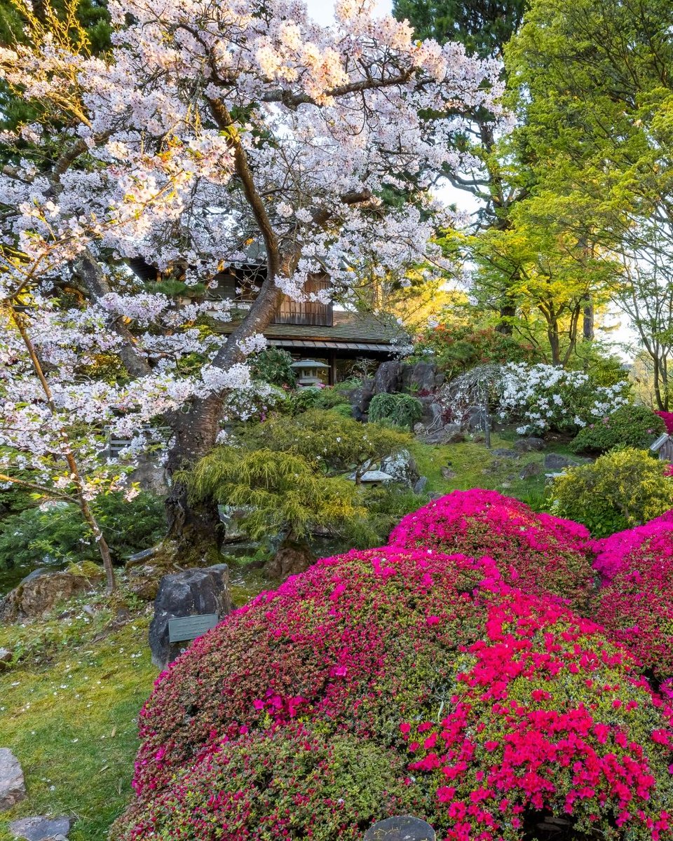 Gardens of Golden Gate Park tweet media
